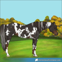 Horse Color:White Spotted Liver Chestnut