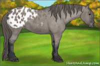 Horse Color:Grullo Appaloosa 
