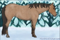 Horse Color:Bay Roan 