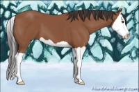 Horse Color:Bay Splash 