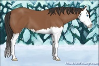 Horse Color:Bay Splash 