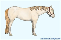 Horse Color:Smoky Grullo Pearl 