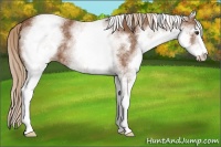 Horse Color:White Spotted Chestnut Sabino 