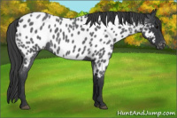 Horse Color:Blue Roan Appaloosa 