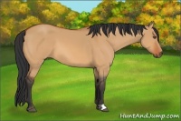 Horse Color:Bay Dun 