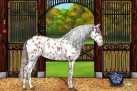 Horse Color:White Spotted Chestnut Appaloosa 