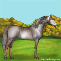Horse Color:Gray Chestnut