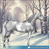 Horse Color:White Spotted Silver Grullo Chinchilla 