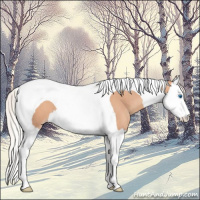 Horse Color:Silver Sable Champagne Splash Tobiano 