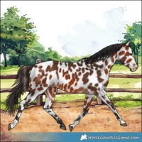 Horse Color:Bay Leopard 