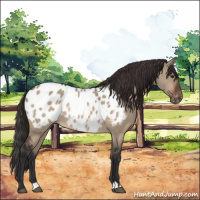 Horse Color:Brown Dun Appaloosa 