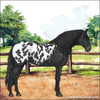 Horse Color:Black Appaloosa 