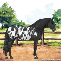 Horse Color:Black Appaloosa 