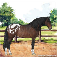 Horse Color:Bay Appaloosa Rabicano 