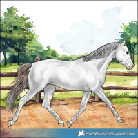 Horse Color:Grullo Appaloosa Rabicano 