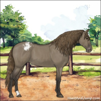 Horse Color:Smoky Grullo Roan Appaloosa 