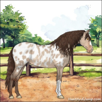 Horse Color:Sable Champagne Roan Dun Appaloosa 