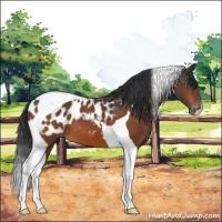 Horse Color:Bay Tobiano Blanket 