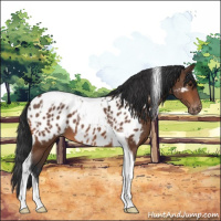Horse Color:Bay Tobiano Near Leopard 