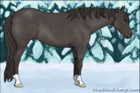 Horse Color:Smoky Blue Roan