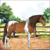 Horse Color:Buckskin Tobiano Appaloosa 