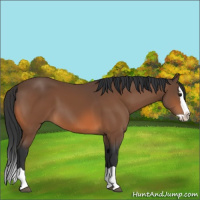 Horse Color:Bay Splash 