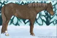 Horse Color:Chocolate Palomino 