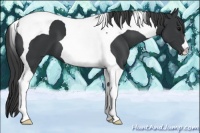 Horse Color:Black Tobiano 