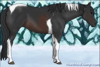 Horse Color:Brown Tobiano 