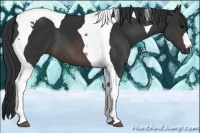 Horse Color:Brown Tobiano 