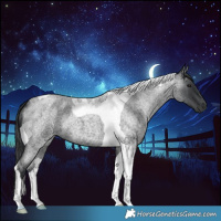 Horse Color:Blue Roan Tobiano 