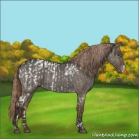 Horse Color:White Spotted Red Dun Appaloosa and Liver Red Dun