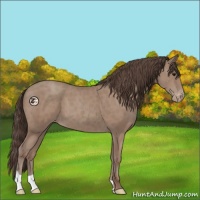 Horse Color:Classic Champagne Appaloosa 