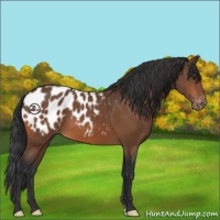 Horse Color:Bay Appaloosa 