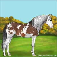 Horse Color:White Spotted Bay Splash 