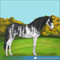 Horse Color:White Spotted Black 