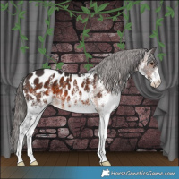 Horse Color:White Spotted Brown Appaloosa 