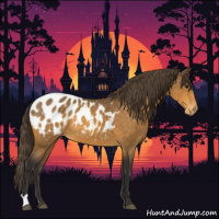 Horse Color:Buckskin Appaloosa 