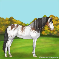Horse Color:White Spotted Bay Appaloosa 