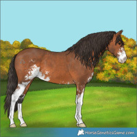 Horse Color:Bay Sabino 