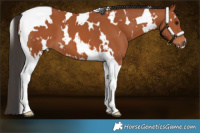 Horse Color:White Spotted Bay Tobiano 