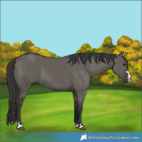 Horse Color:Grullo