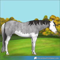 Horse Color:Smoky Blue Roan Splash 