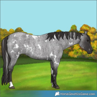 Horse Color:White Spotted Smoky Blue Roan 