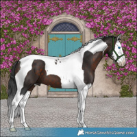 Horse Color:Brown Splash Tobiano 