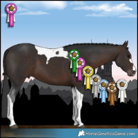 Horse Color:Brown Tobiano