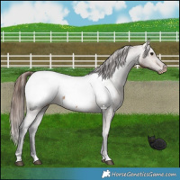 Horse Color:Bay Dun Appaloosa 