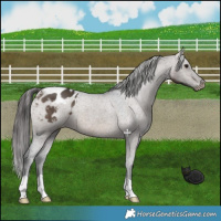 Horse Color:Brown Dun Appaloosa 