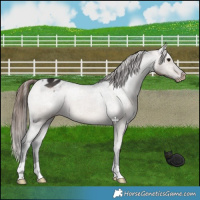 Horse Color:Brown Dun Appaloosa 