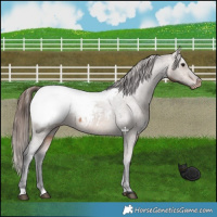 Horse Color:Bay Dun Appaloosa 